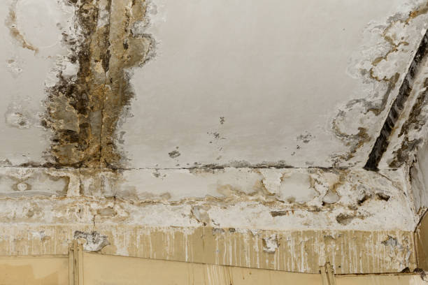 Best Mold Remediation for Vacation Homes  in USA